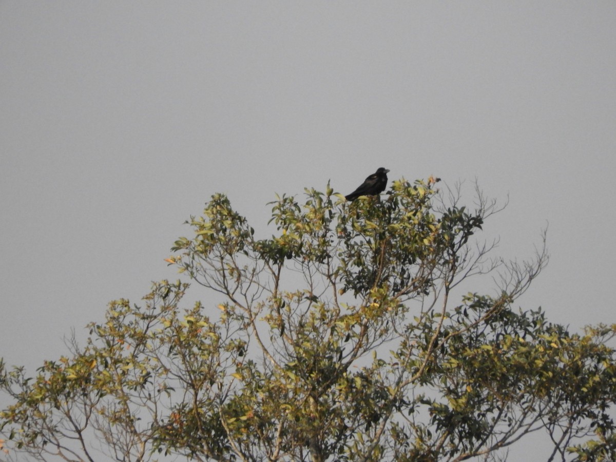 Large-billed Crow (Eastern) - Phanakorn Kraomklang