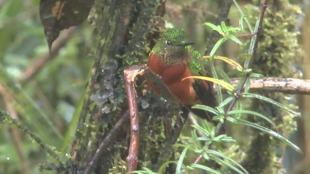 kolibřík peruánský - ML211126301