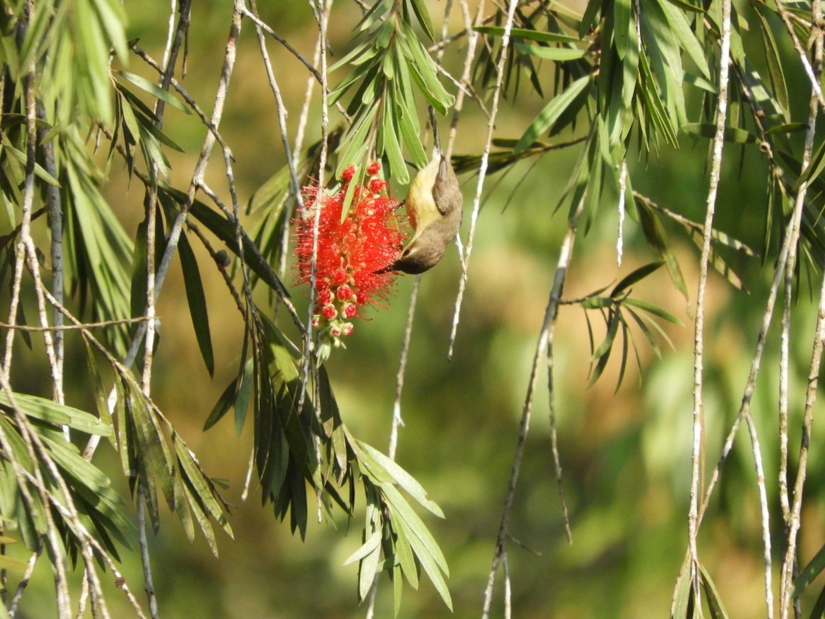 Ornate Sunbird - Phanakorn Kraomklang