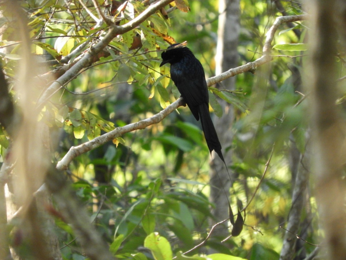 Greater Racket-tailed Drongo - ML211126761