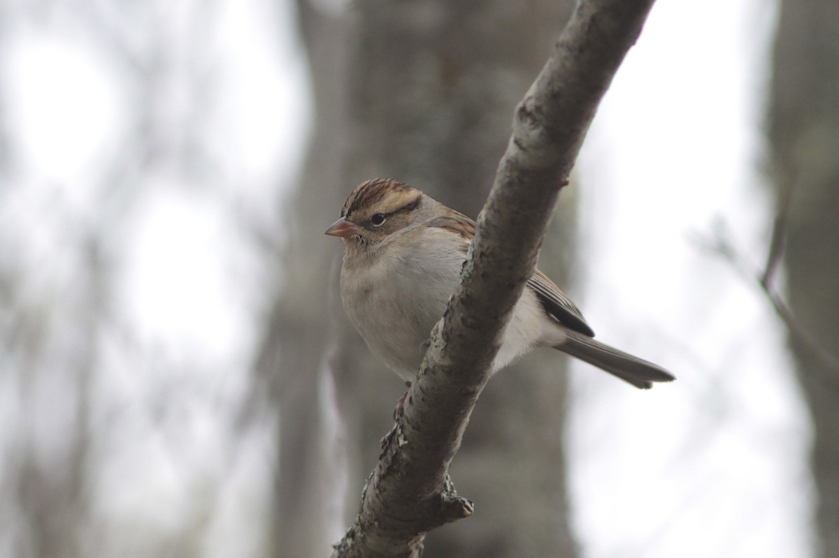 Chipping Sparrow - ML21112761