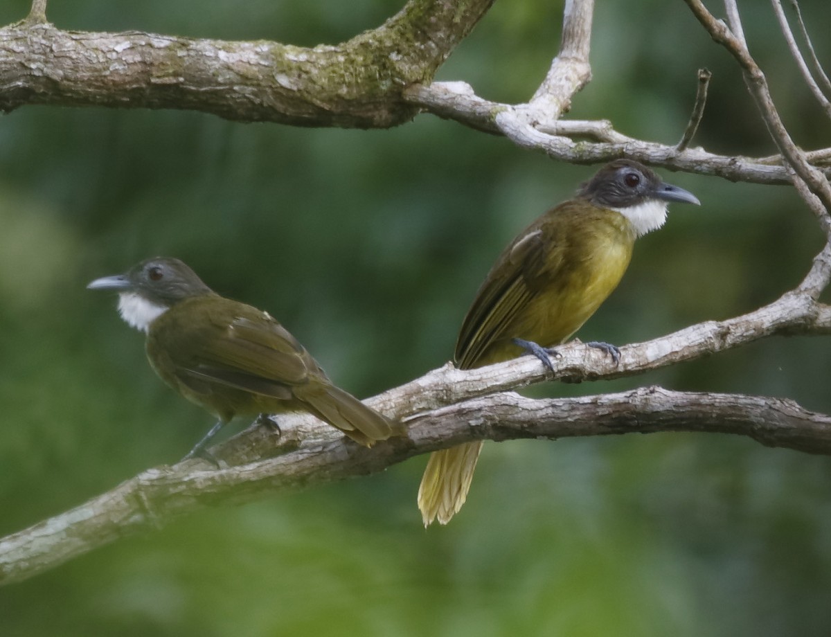 Red-tailed Greenbul - ML211129941