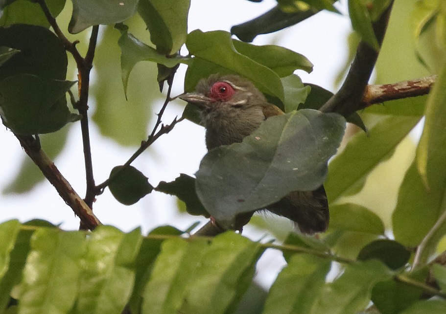 African Piculet - ML211131071