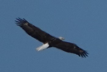 Bald Eagle - ML211131921