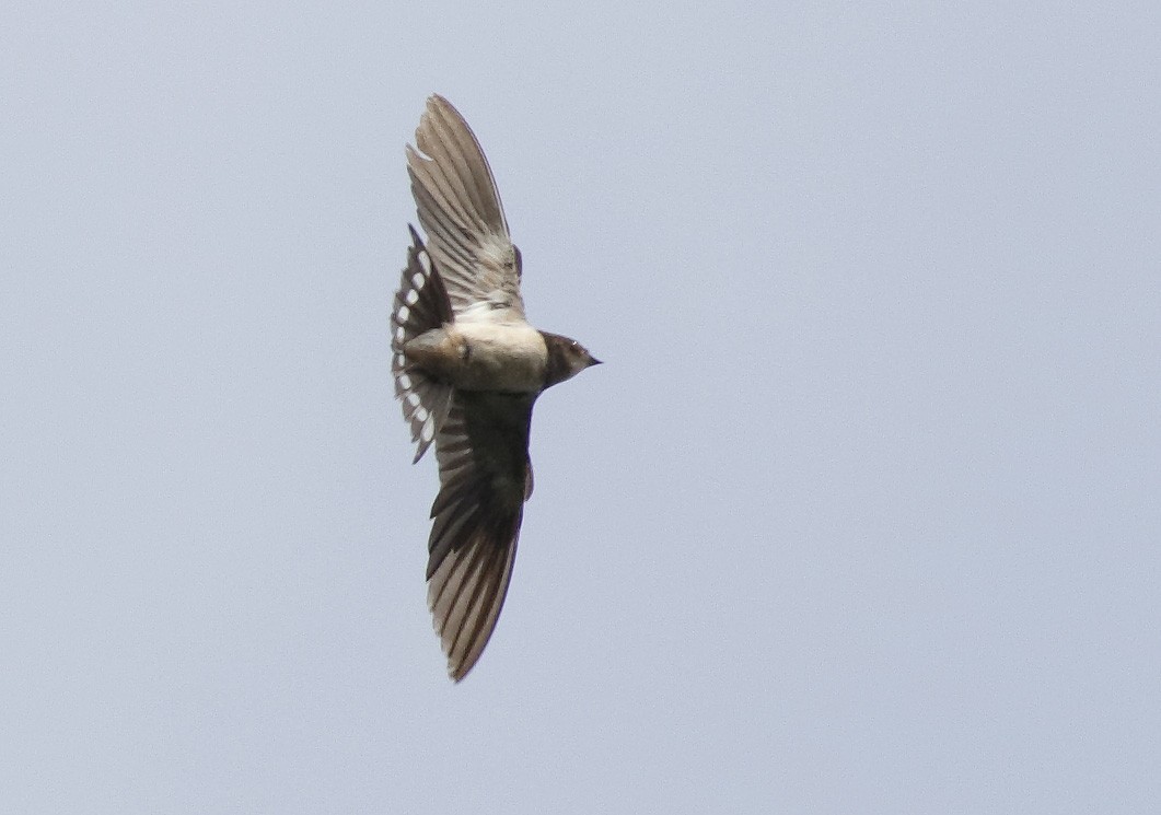 Barn Swallow (White-bellied) - ML211141511