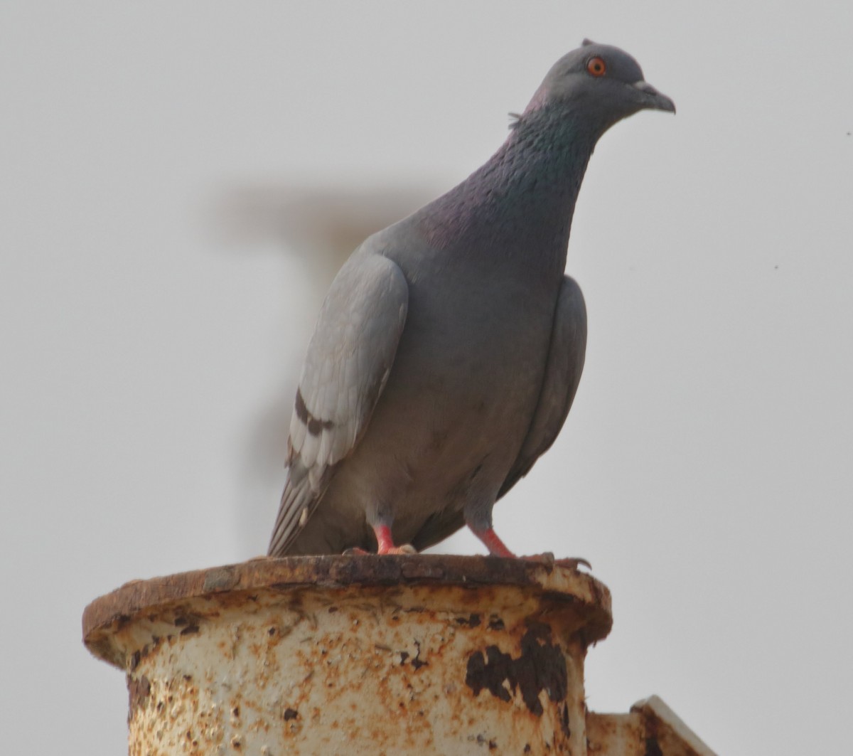 Rock Pigeon (Feral Pigeon) - ML211143991