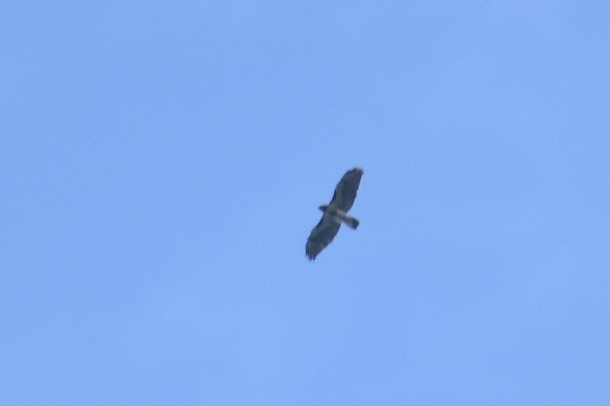 Red-tailed Hawk (solitudinis) - ML211144011