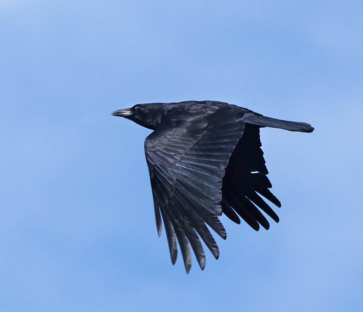 Common Raven - Jim Merritt