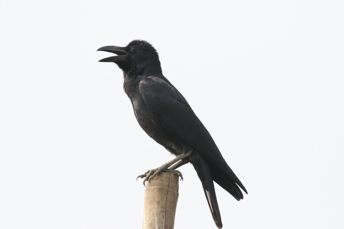 Large-billed Crow (Indian Jungle) - Nihar Rao