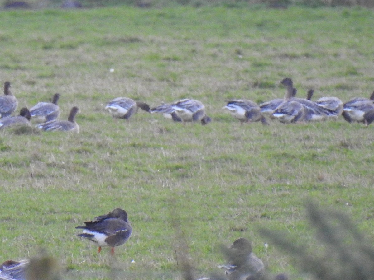 Greater White-fronted Goose - ML211148391