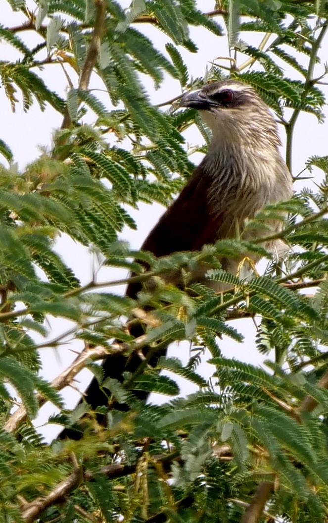 White-browed Coucal - ML211151021