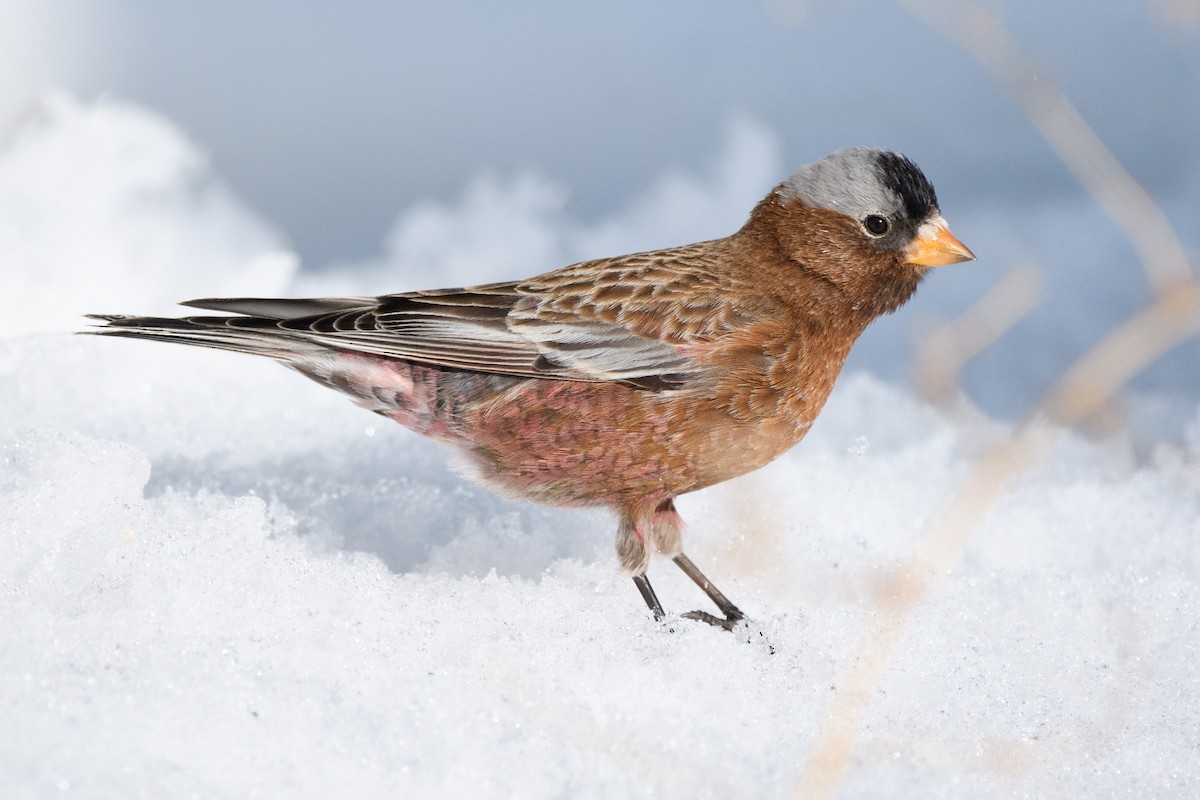 Gray-crowned Rosy-Finch - ML211155461