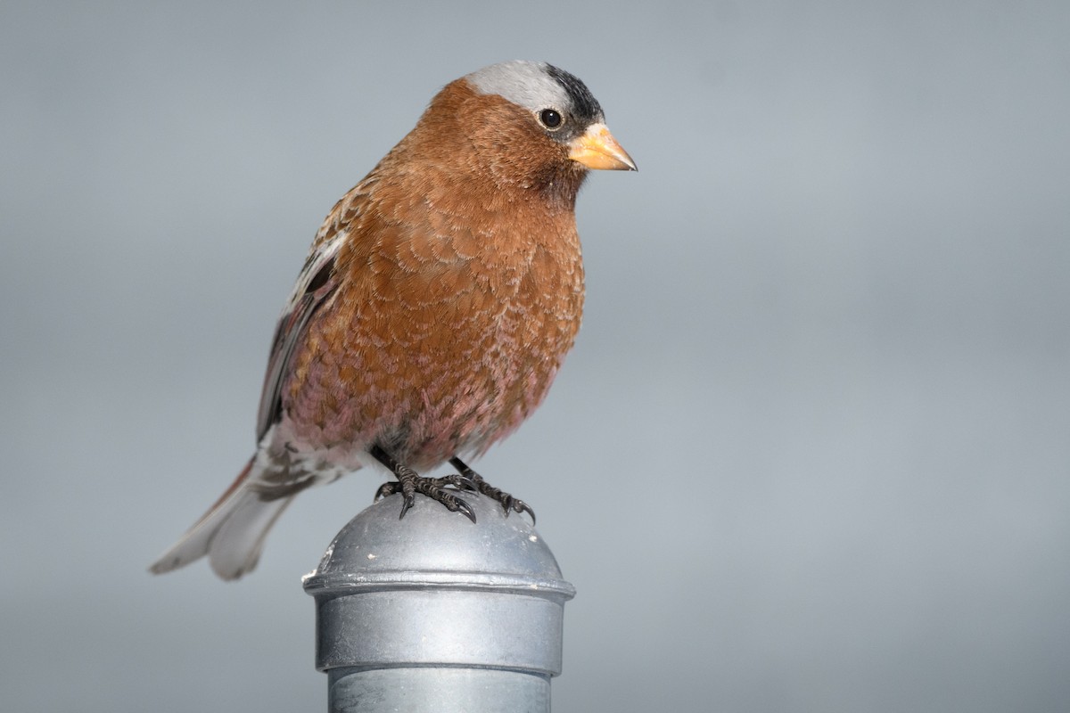 Gray-crowned Rosy-Finch - ML211155511