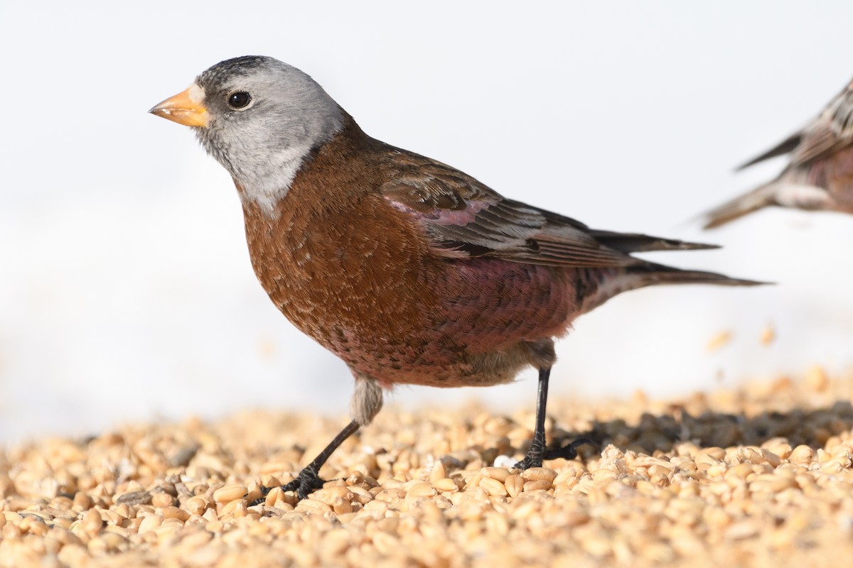 Gray-crowned Rosy-Finch - ML211155521