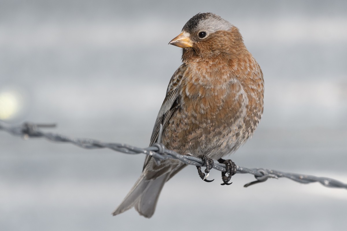 Gray-crowned Rosy-Finch - ML211155551