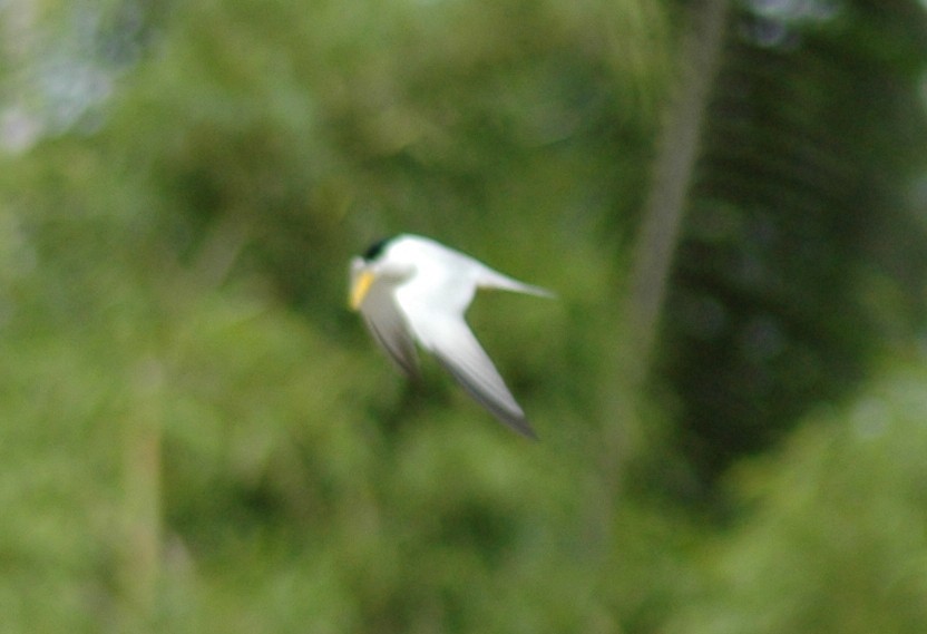 Yellow-billed Tern - David Wheeler