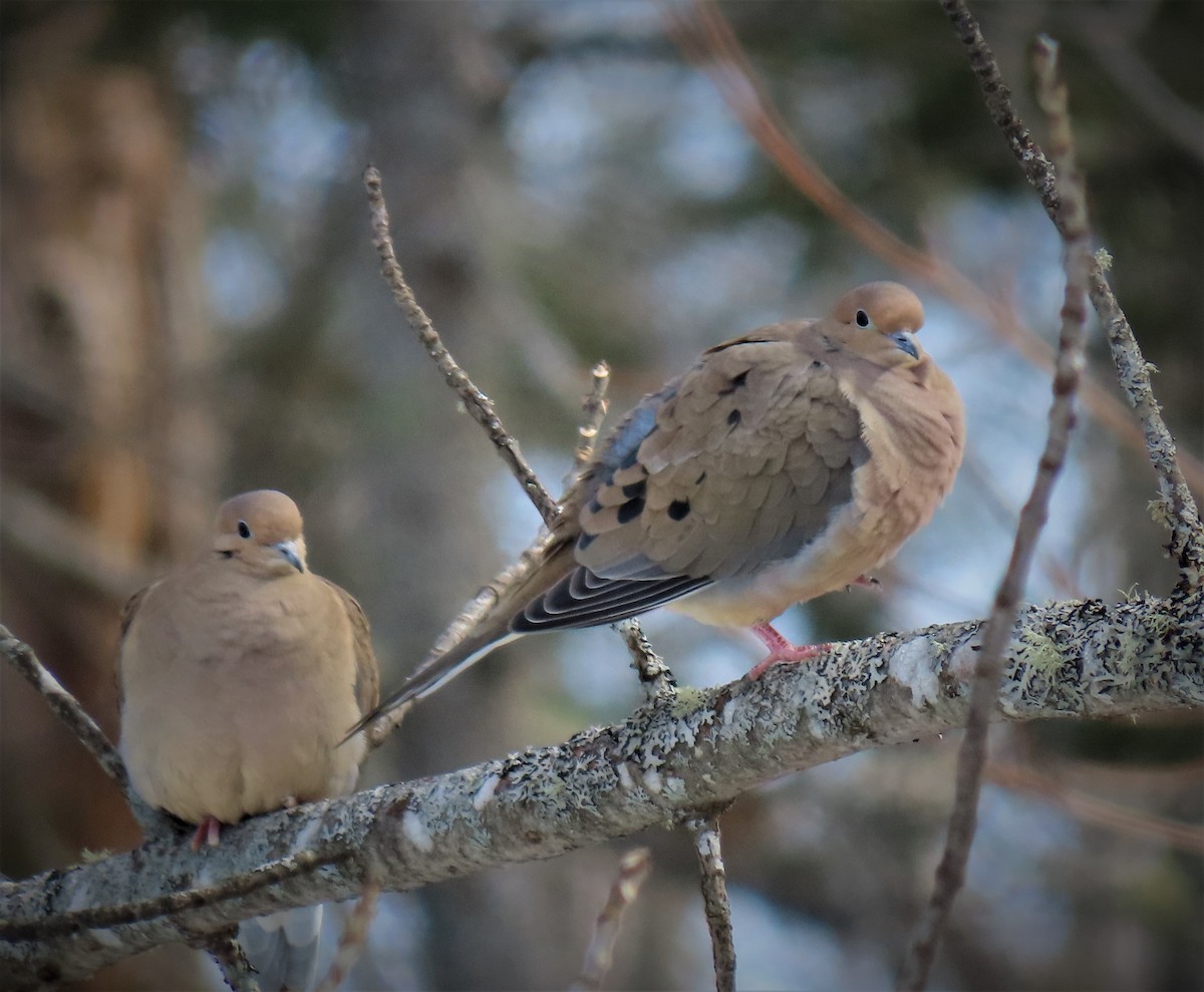 Mourning Dove - judy parrot-willis