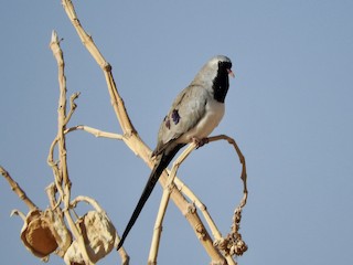 Namaqua Dove, ML211158411