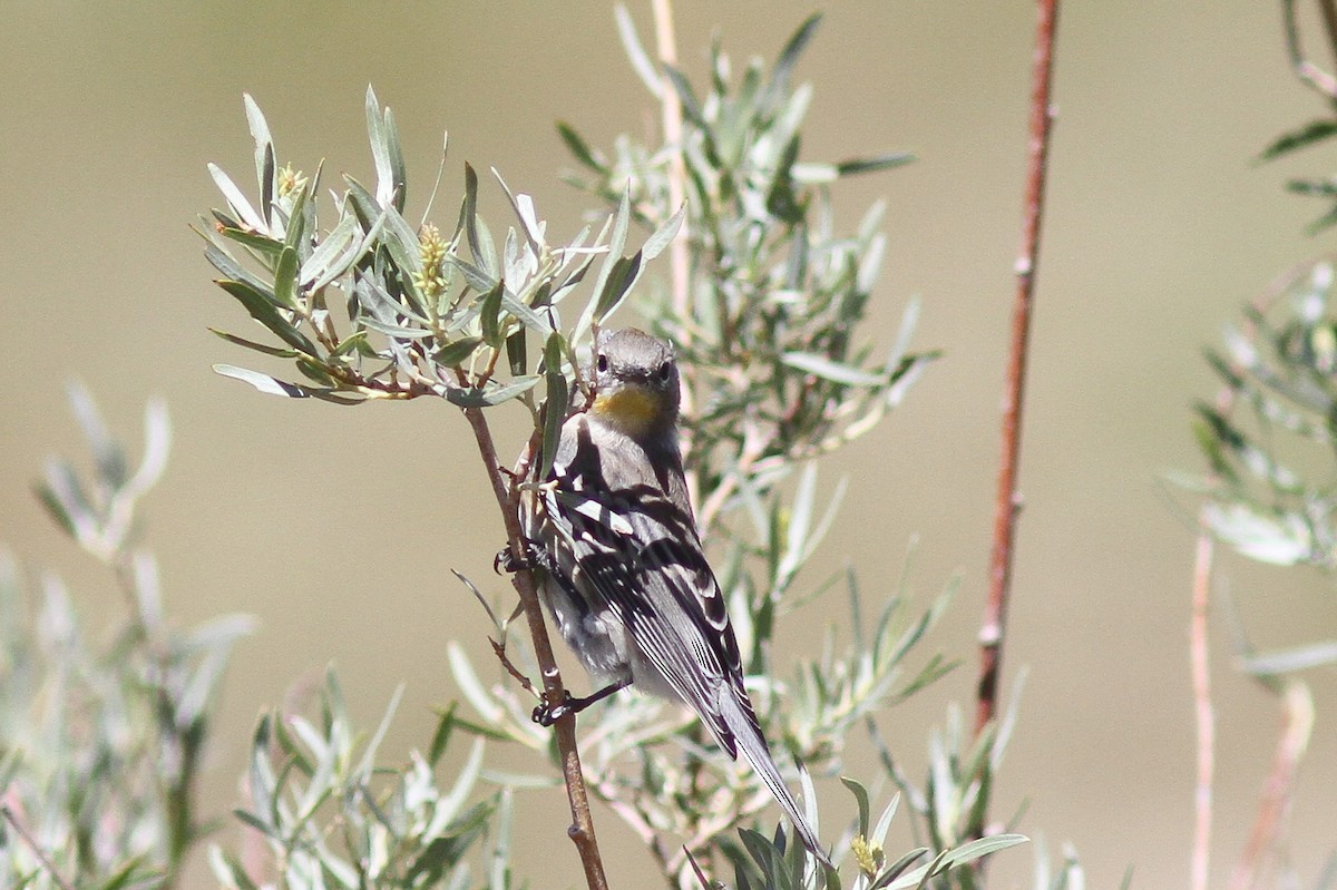 Yellow-rumped Warbler (Audubon's) - ML21115871