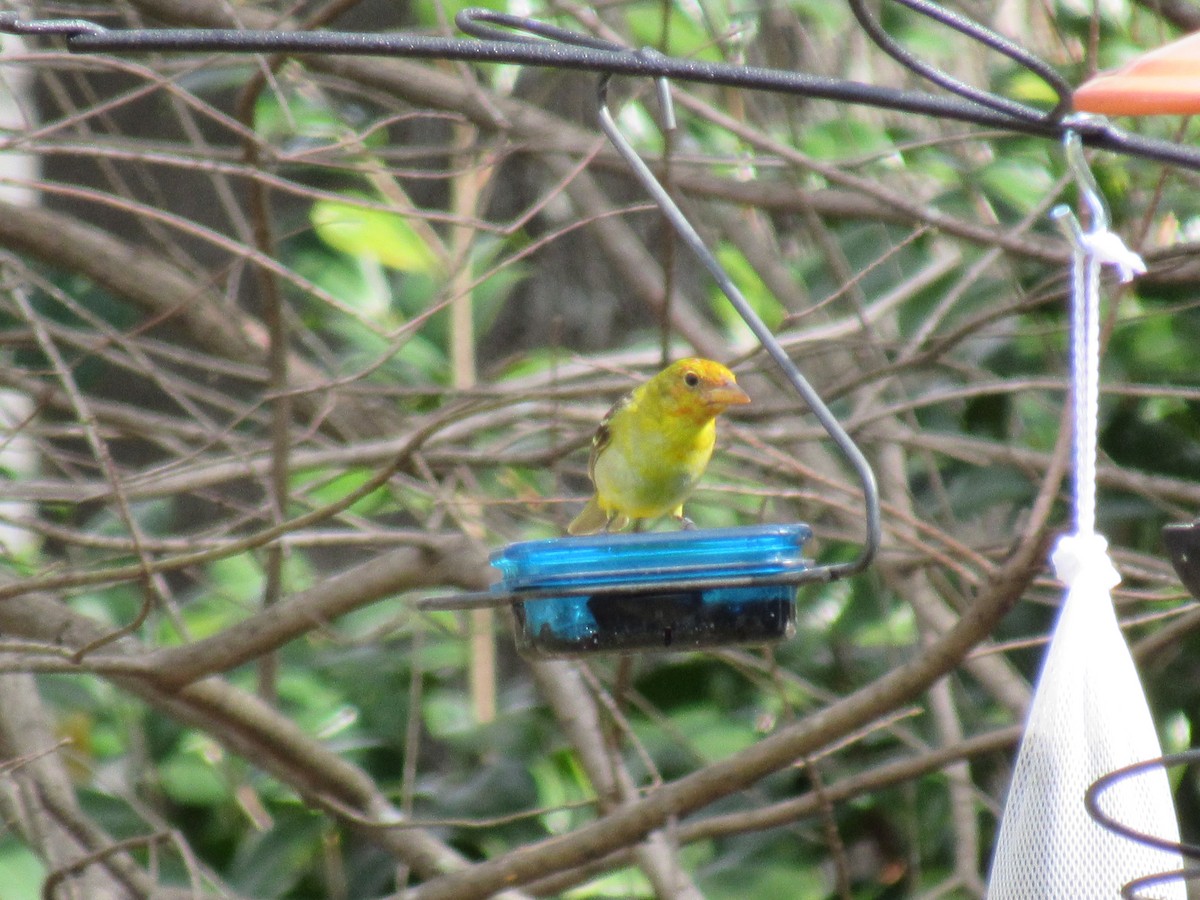 Western Tanager - ML211160721