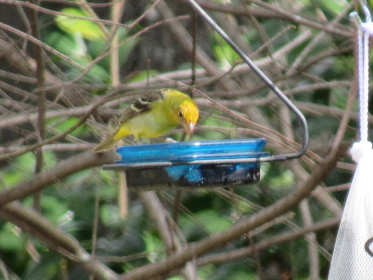Western Tanager - ML211160781