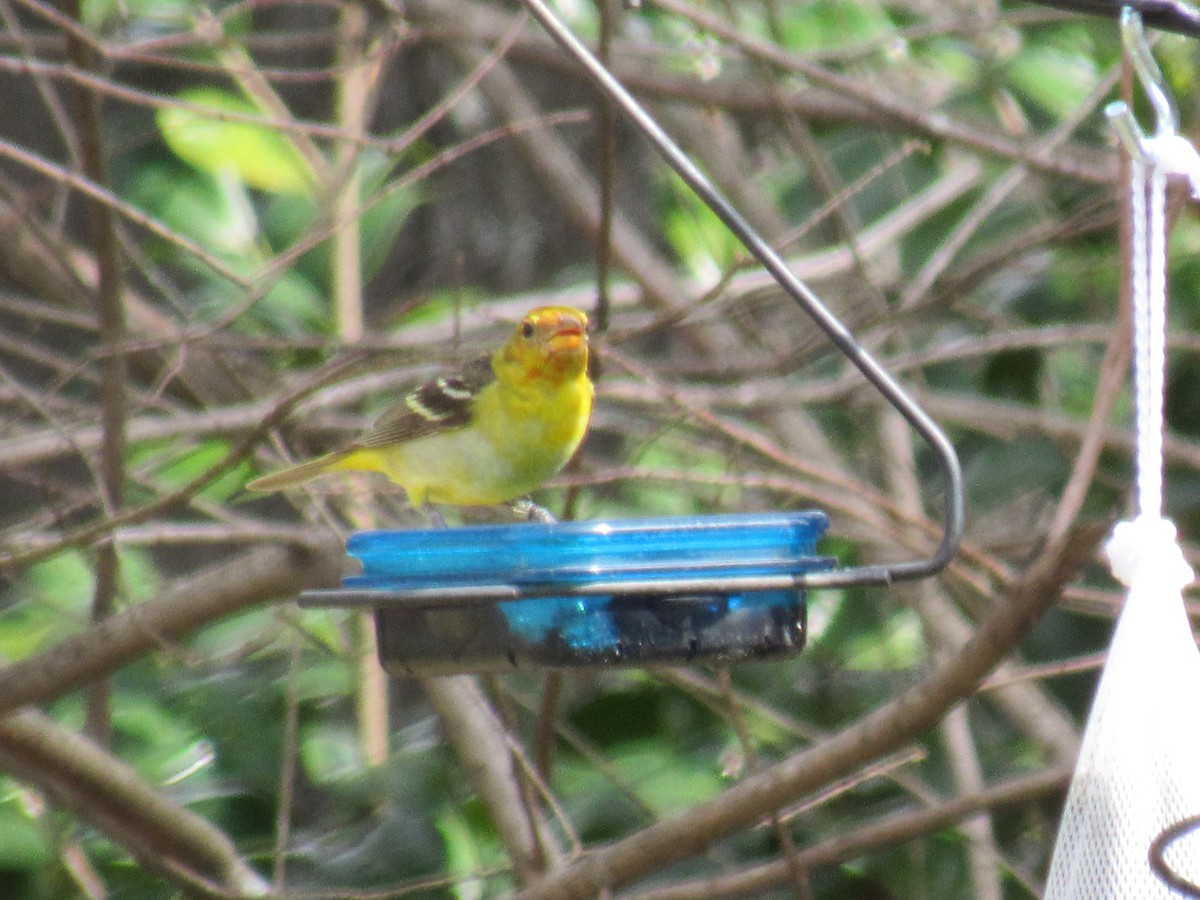 Western Tanager - Ed Blitch