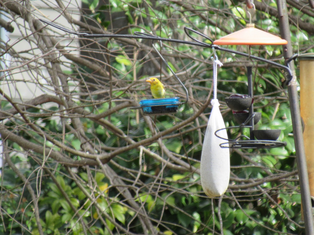 Western Tanager - ML211160911