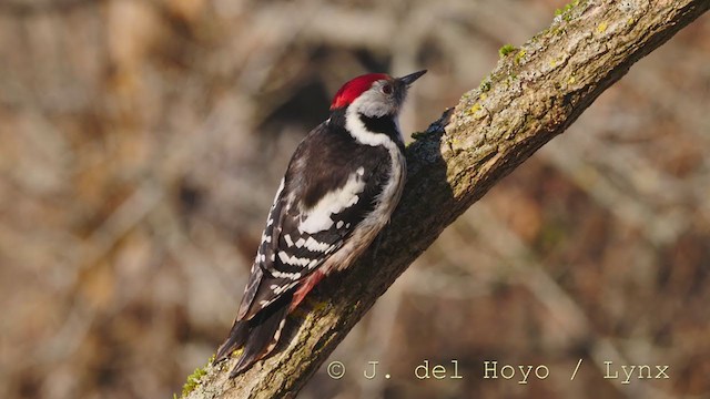 Middle Spotted Woodpecker - ML211168911
