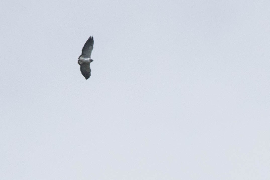 White-tailed Hawk - Joachim Bertrands