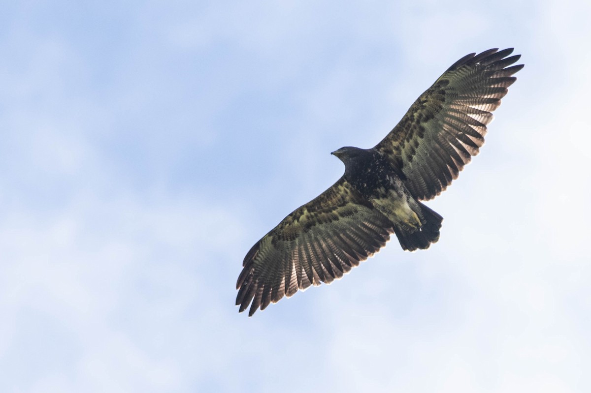 Black-chested Buzzard-Eagle - Joachim Bertrands