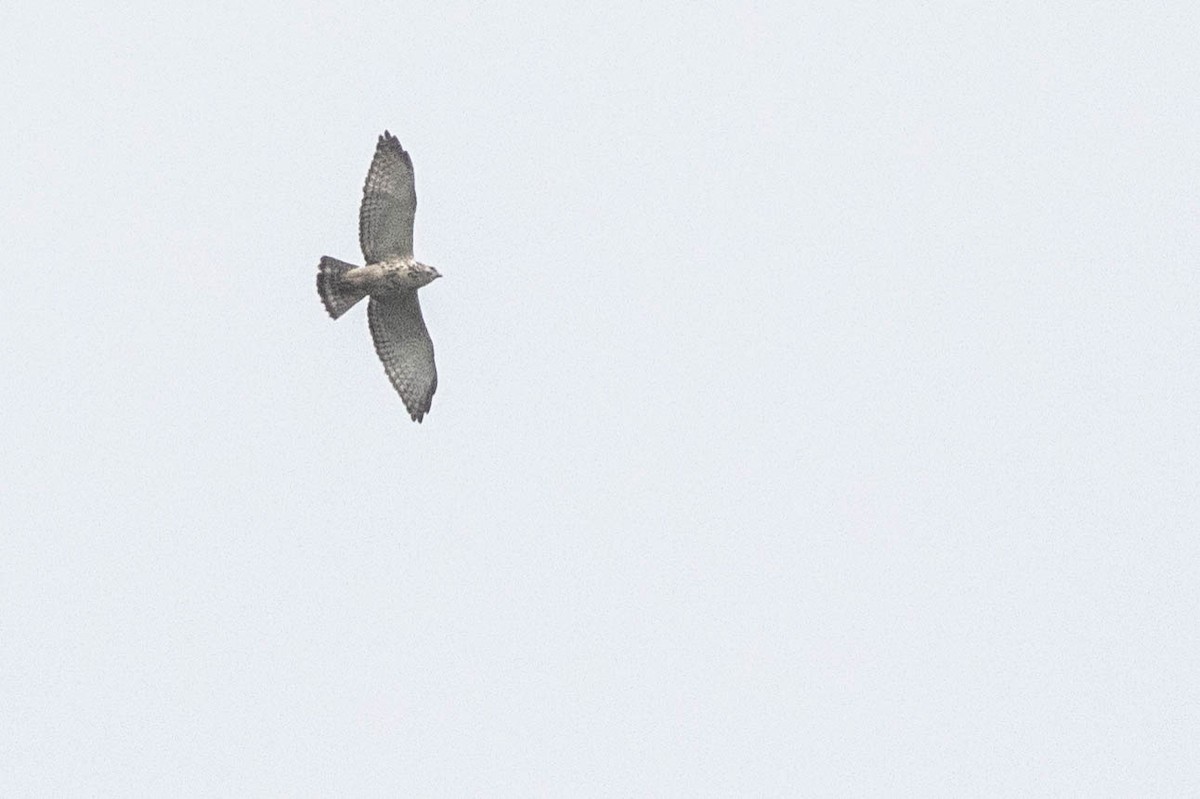 Broad-winged Hawk (Northern) - Joachim Bertrands