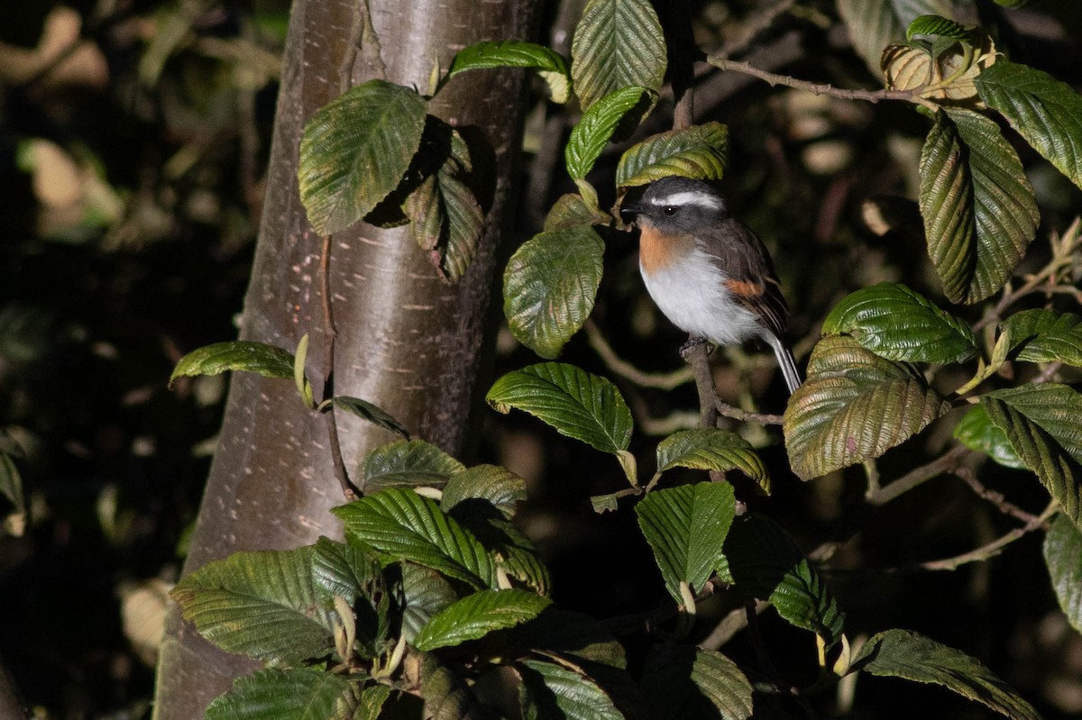 Rufous-breasted Chat-Tyrant - ML211170391