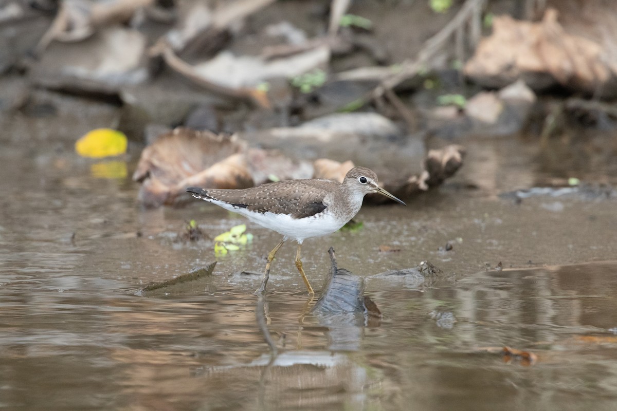 Solitary Sandpiper - Lewis Holmes