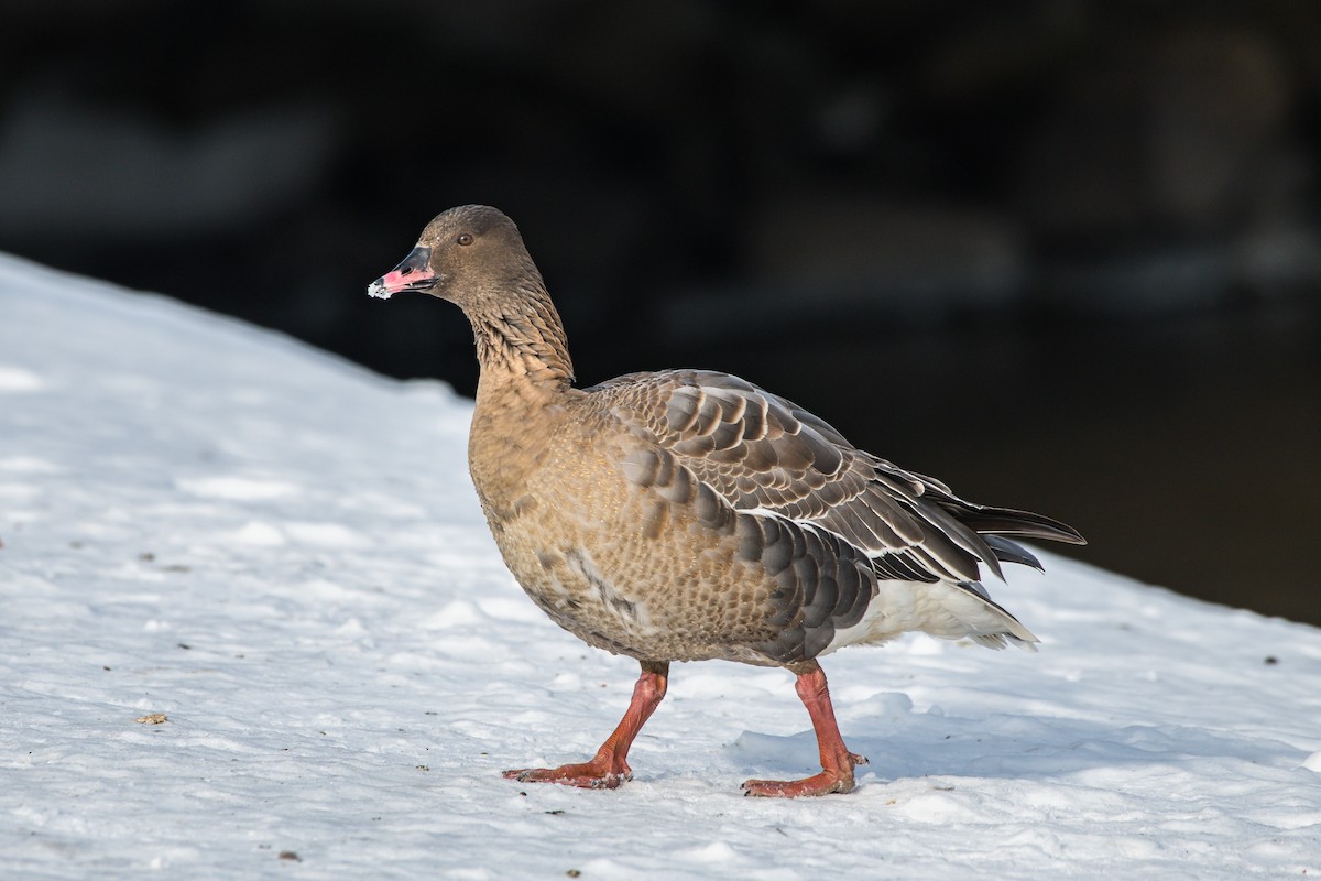 Pink-footed Goose - ML211174151
