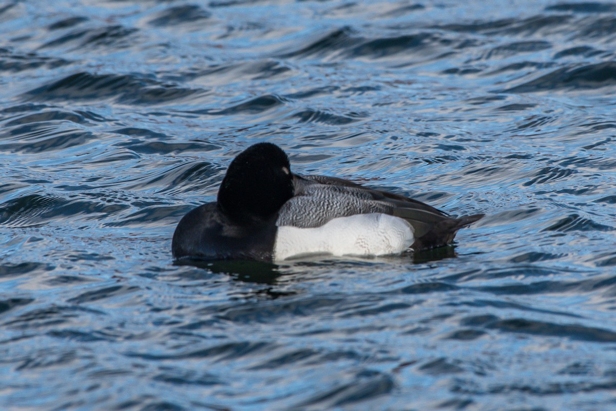 Greater Scaup - ML211174721
