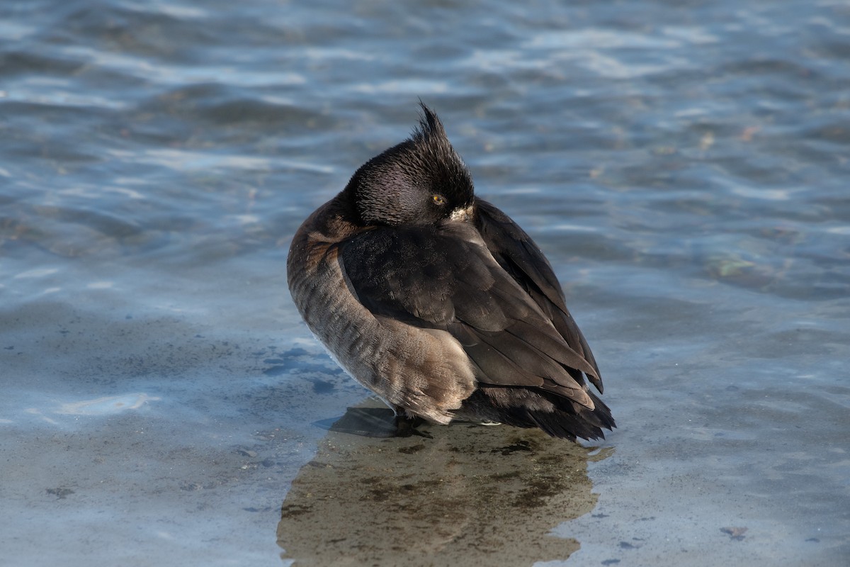 Tufted Duck - ML211175101