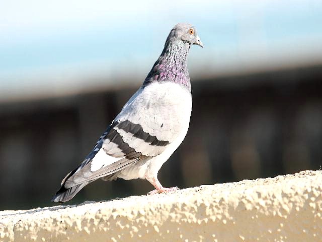 Rock Pigeon (Feral Pigeon) - Roy E. Peterson