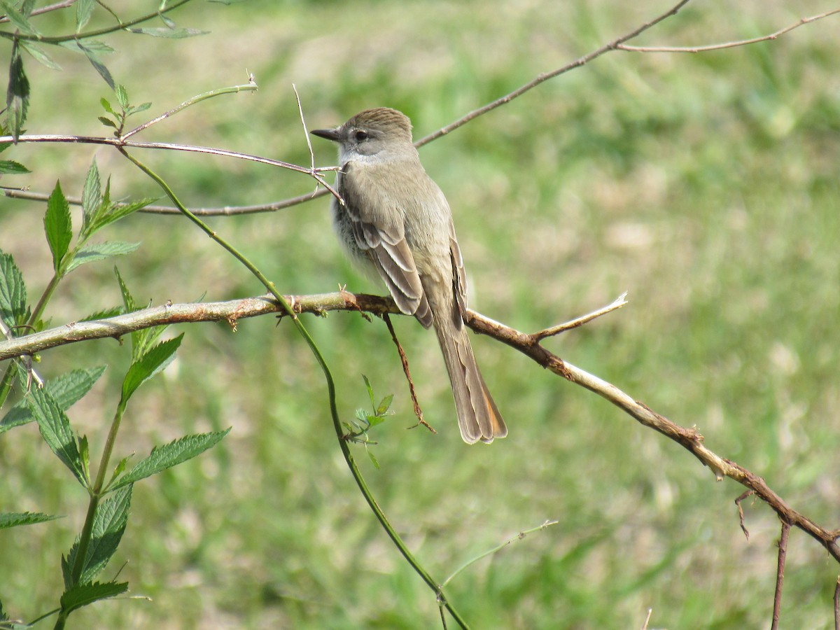 Ash-throated Flycatcher - Ed Blitch