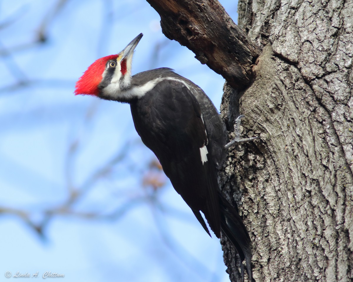 Pileated Woodpecker - Linda Chittum