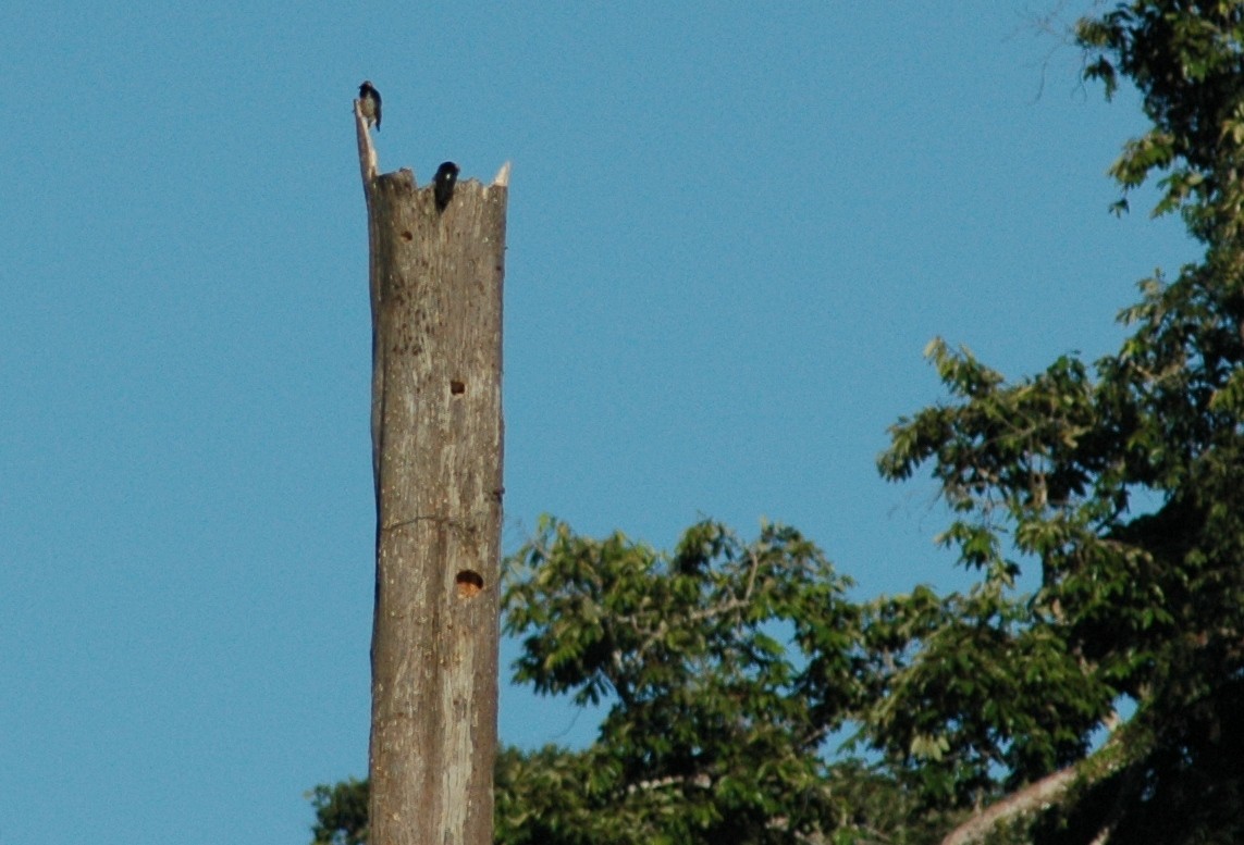 Yellow-tufted Woodpecker - David Wheeler