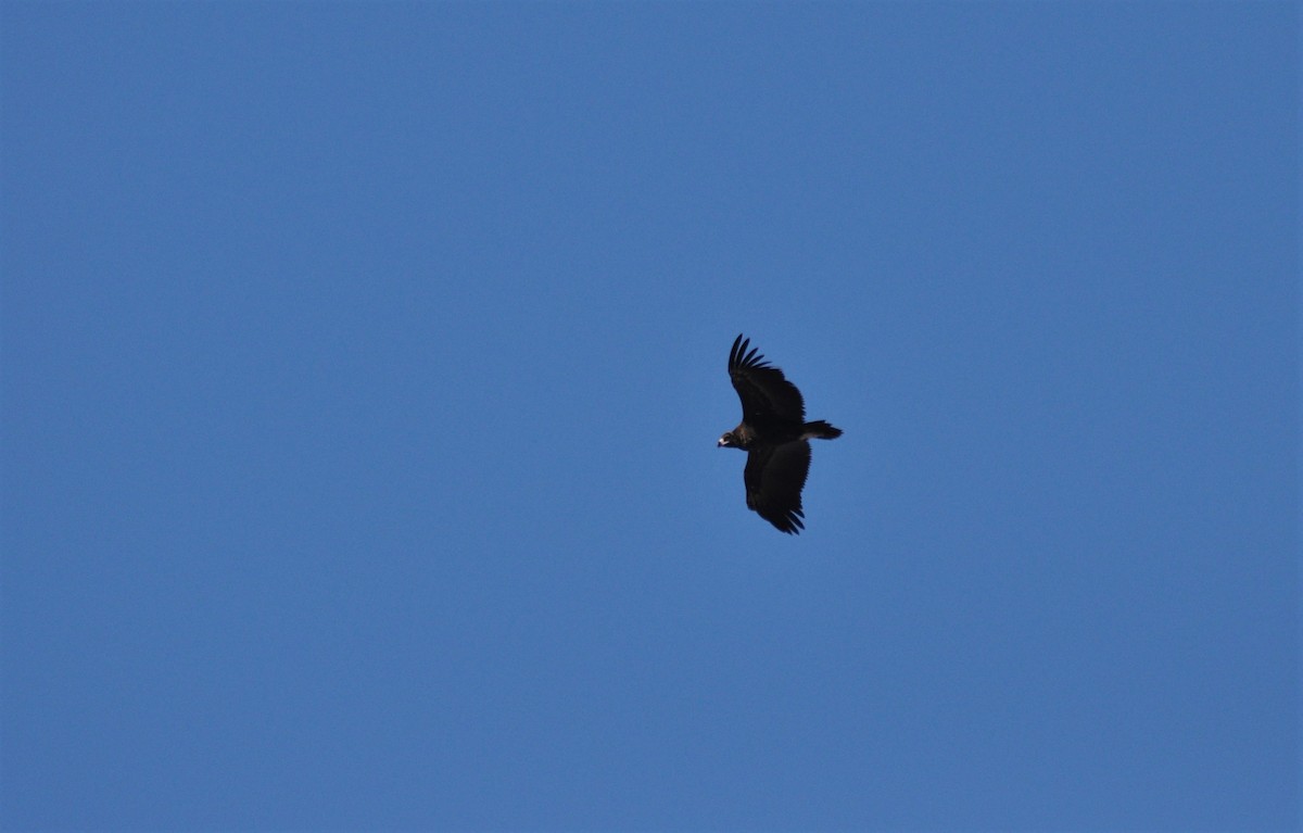Cinereous Vulture - ML211177961