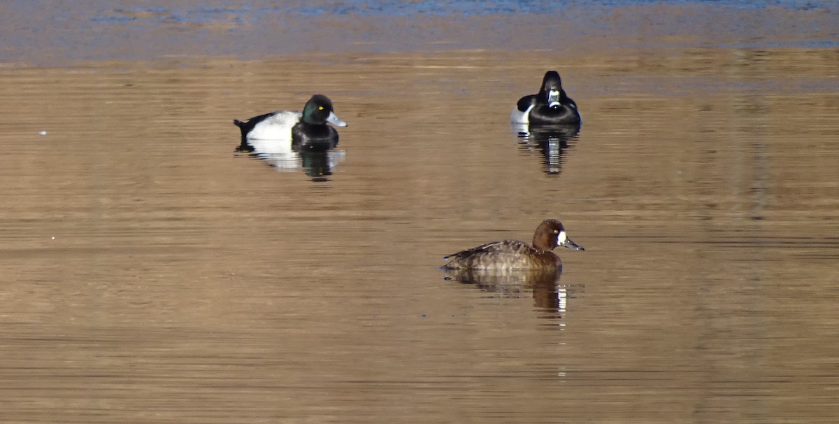 Greater Scaup - ML211180181