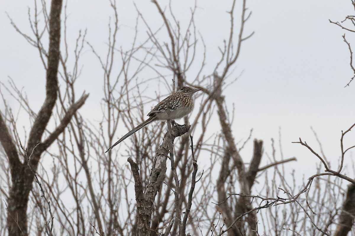 eBird Checklist 23 Feb 2020 Twin Buttes Reservoir 16 species