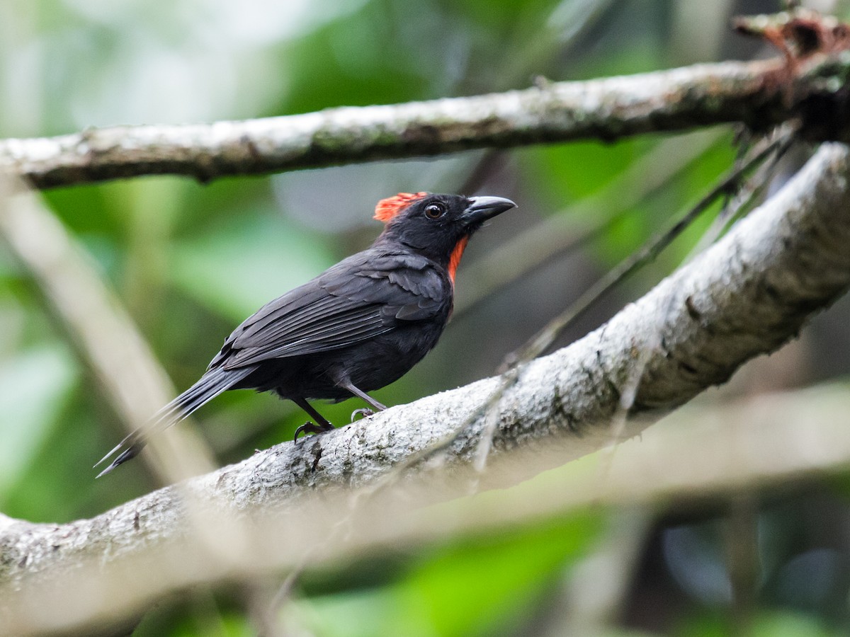 Sooty Ant-Tanager - ML211184241