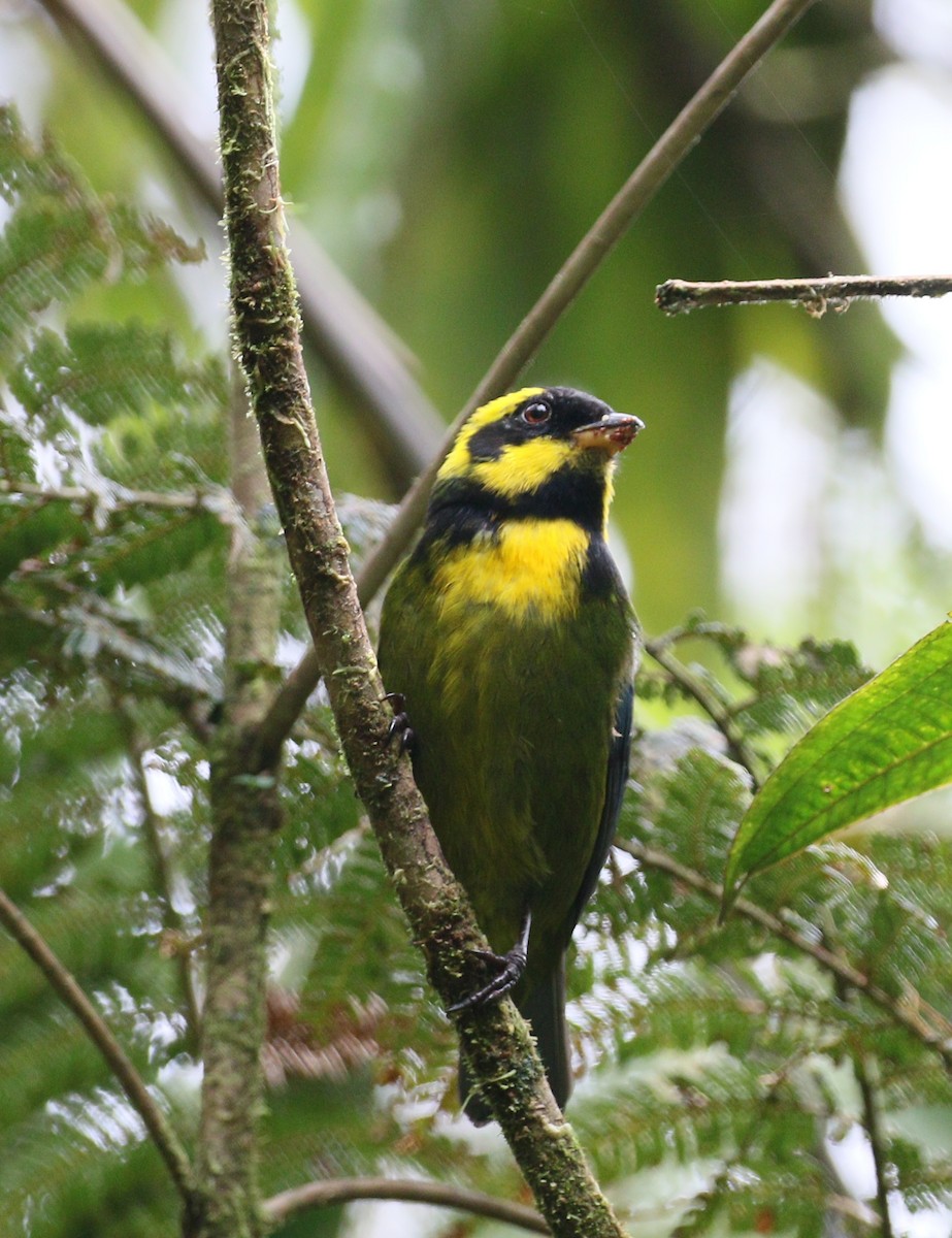 Gold-ringed Tanager - ML211186391