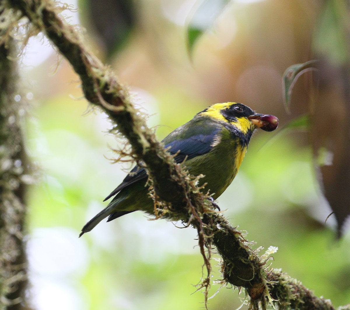 Gold-ringed Tanager - ML211186401