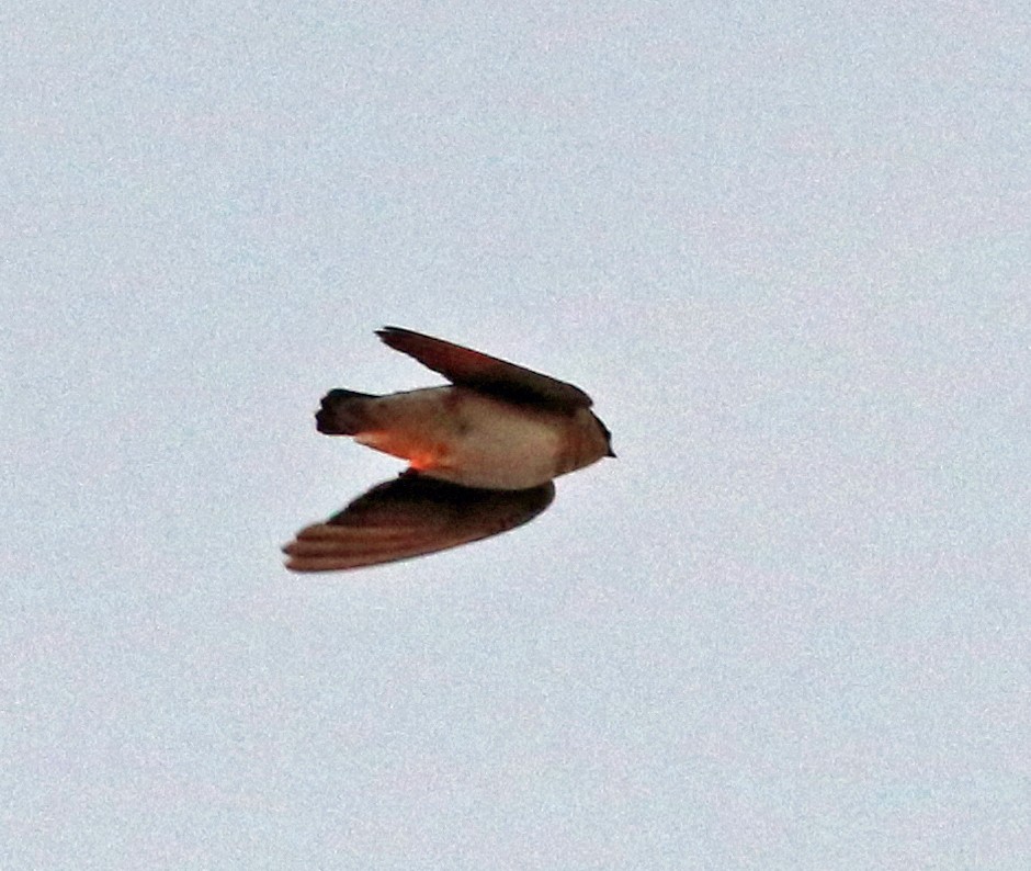 Cave Swallow - ML21118641