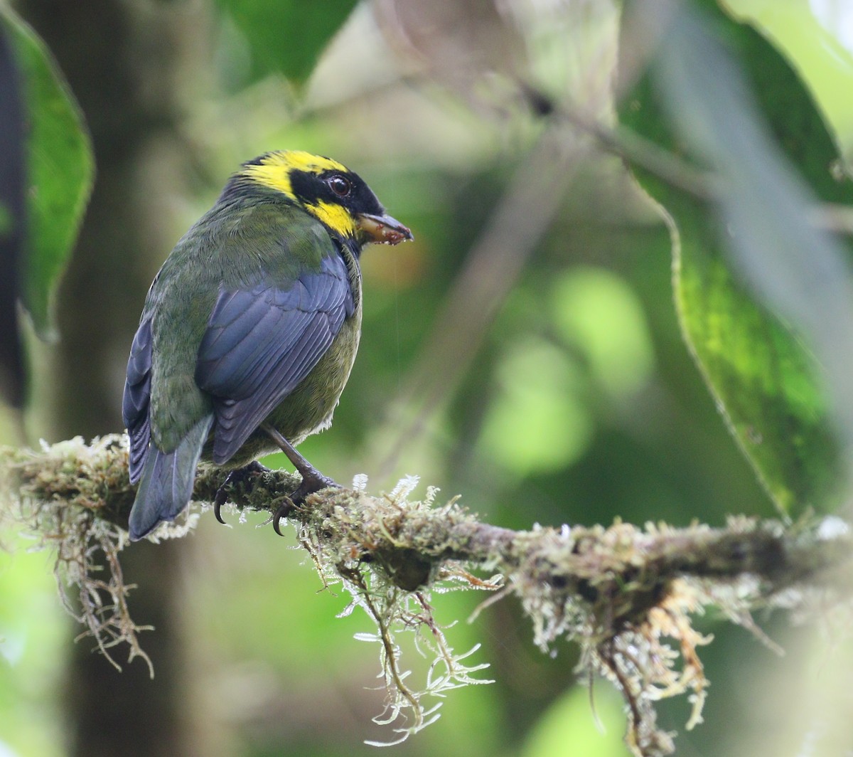Gold-ringed Tanager - ML211186411