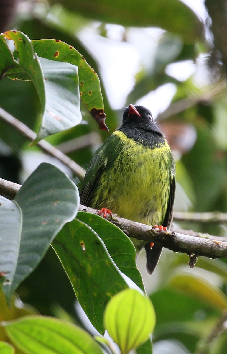 Green-and-black Fruiteater - ML211186661