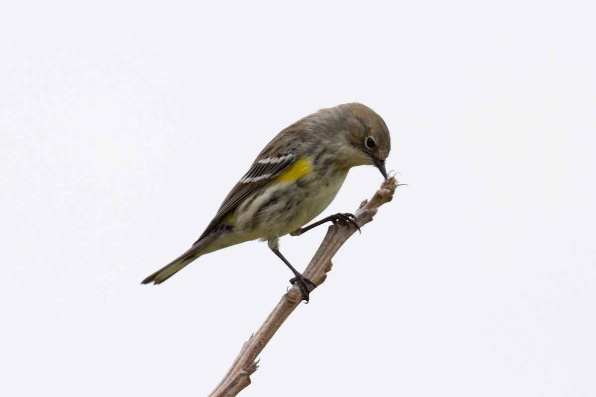 Yellow-rumped Warbler - Kristopher (Kit) Dapprich